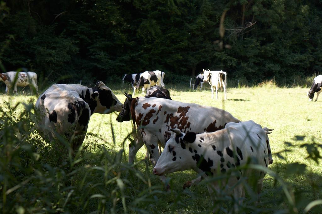 Maischeider Hof Kleinmaischeid エクステリア 写真